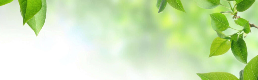 Springfield Preparatory School Primary School - cover image